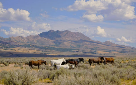 Wild Horses